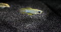 6 Pack of Norman's Blue Lampeye Killie beautiful Live Fish Freshwater Aquarium