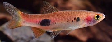 6 Clown Rasboras  (Rasbora Kalochroma) RARE striking Live Fish Crazy Price