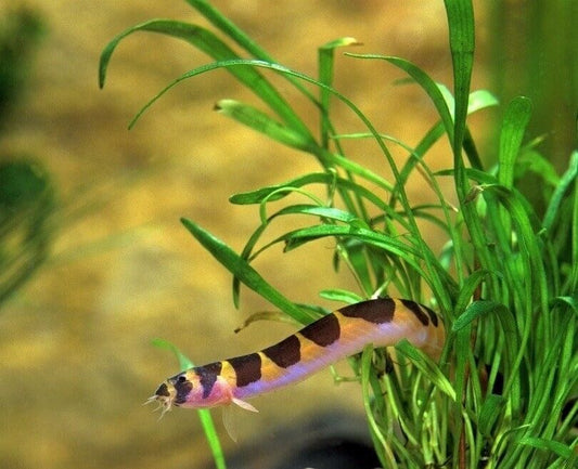 6 Striped Kuhli Loaches Live Freshwater Aquarium Fish Enigmatic Bottom-Dweller!