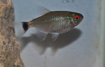 12X Red Eye Tetra Fish Fast Shipping Great Community Fish CRAZY PRICE!