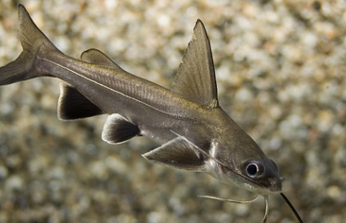 Blackfin Shark Arius Jordani Active and healthy Live Freshwater Fish