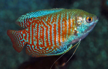 3 MALE Stunning Dwarf Gouramis - Striking Beauty for Your Aquarium!