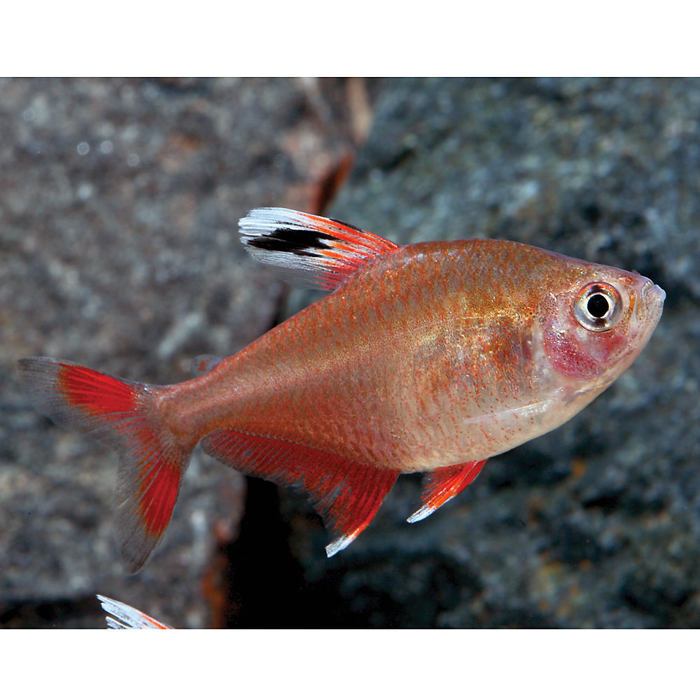 6 Candy Cane Tetras HY511 Tetra Premium Freshwater Live Tropical Fish Healthy