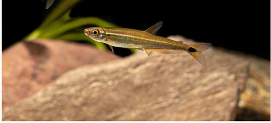 1x, 3x, 6x Green Line Lizard Tetra - RARE! Aquatic Excitement! 🐠 Live Fish WOW!