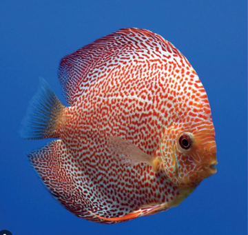 Leopard Discus Fish 2.5" Size Body Healthy Live Discus Fish tropical aquarium