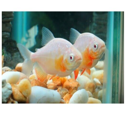 2x Albino Red Pacu 1.75 Plus Unbeatable Price Beautiful Live Fish Healthy Active