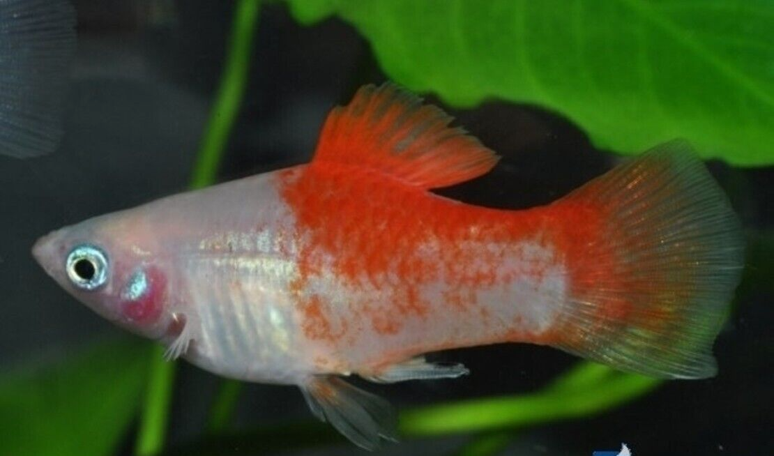 5X Red Top Platys - Stunning Freshwater Aquarium Platy Fish! Easy Beginner Fish