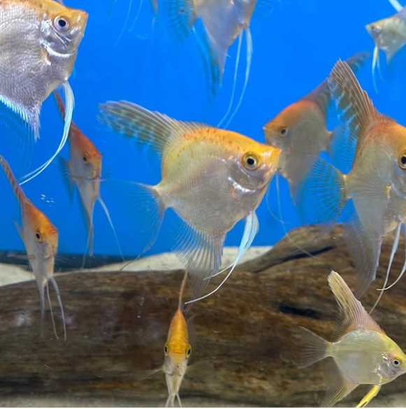 3x Gold Angelfish Unbeatable Pricing and Healthy Live Fish Medium Size