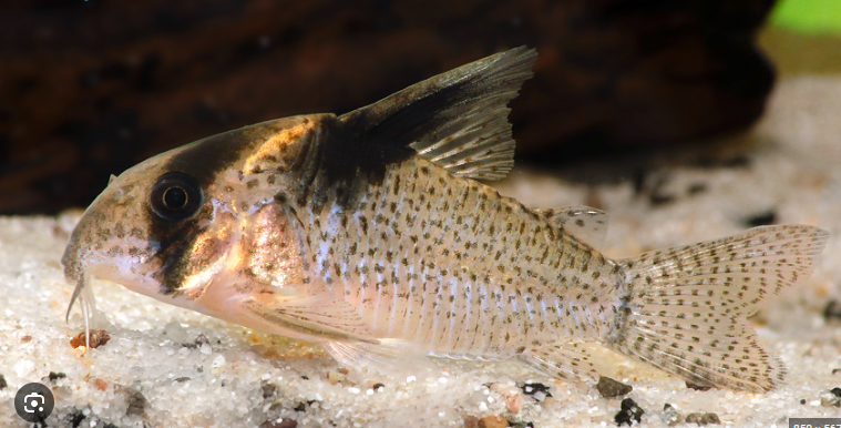 3x Corydora sp. aff. Burgessi RARE Limited quantity Fast Ship Live Fish