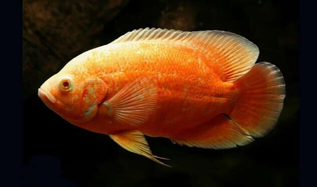 2x Red Albino Oscars 2" - 2.5" Astronotus Ocellatus Live Tropical Aquarium Fish