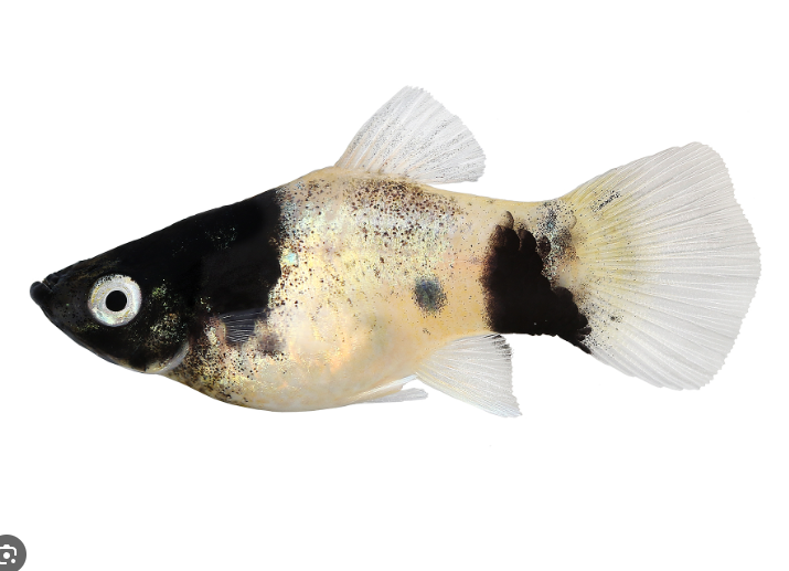 5 Pack Panda Platy - Stunning and Oh so cute! Freshwater Aquarium Live Fish!