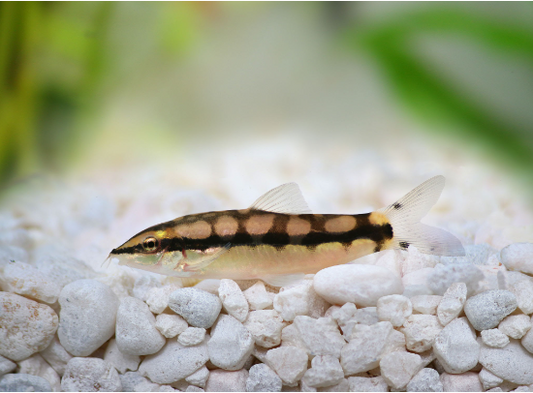 1x, 3x, 6x Dwarf Chain Loach - CUTE! Aquatic Enchantment! 🐠 Live Fish