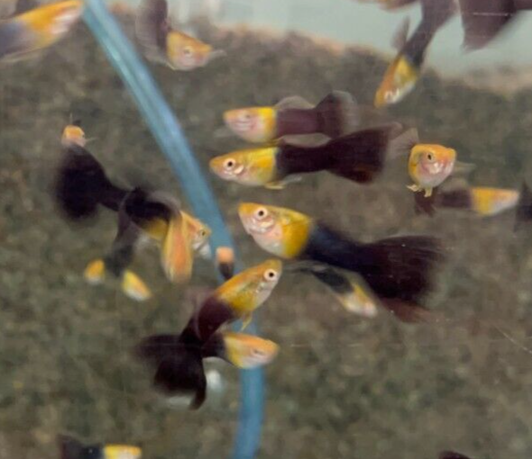 6x GOLD PEACOCK GUPPY MALES Freshwater Live Fish Healthy Beautiful