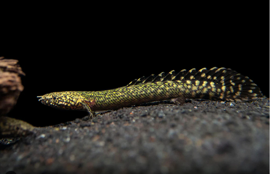 Ornate Birchir 2.5" Polypterus ornatipinnis Aquarium Fish Enigmatic Dweller