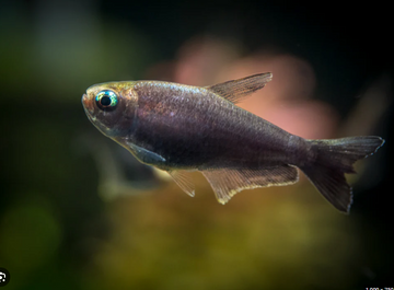 6x Black Emperor Tetra Large RARE LIVE TROPICAL FISH Great Fish Awesome Price.