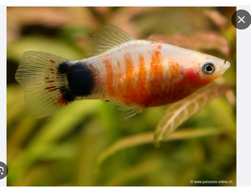 Group of 6 Zebra Mickey Mouse Platys - Stunning Freshwater Aquarium Fish!