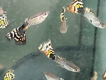 6x NEON TIGER GUPPY MALES Freshwater Live Fish Healthy Beautiful