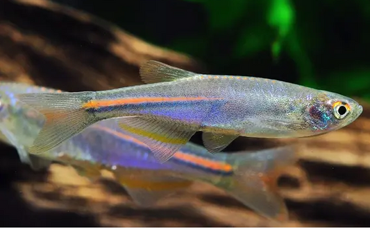 12X Radiant Pearl Danios  Beauty in Every Glint! CLEARANCE Fast Shipping🐟