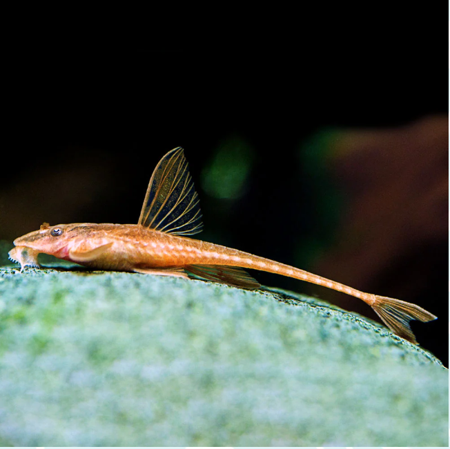 1 L10A Red Lizard Whiptail Pleco 1-1.5"+ Live Fish A Fiery Splash of Color