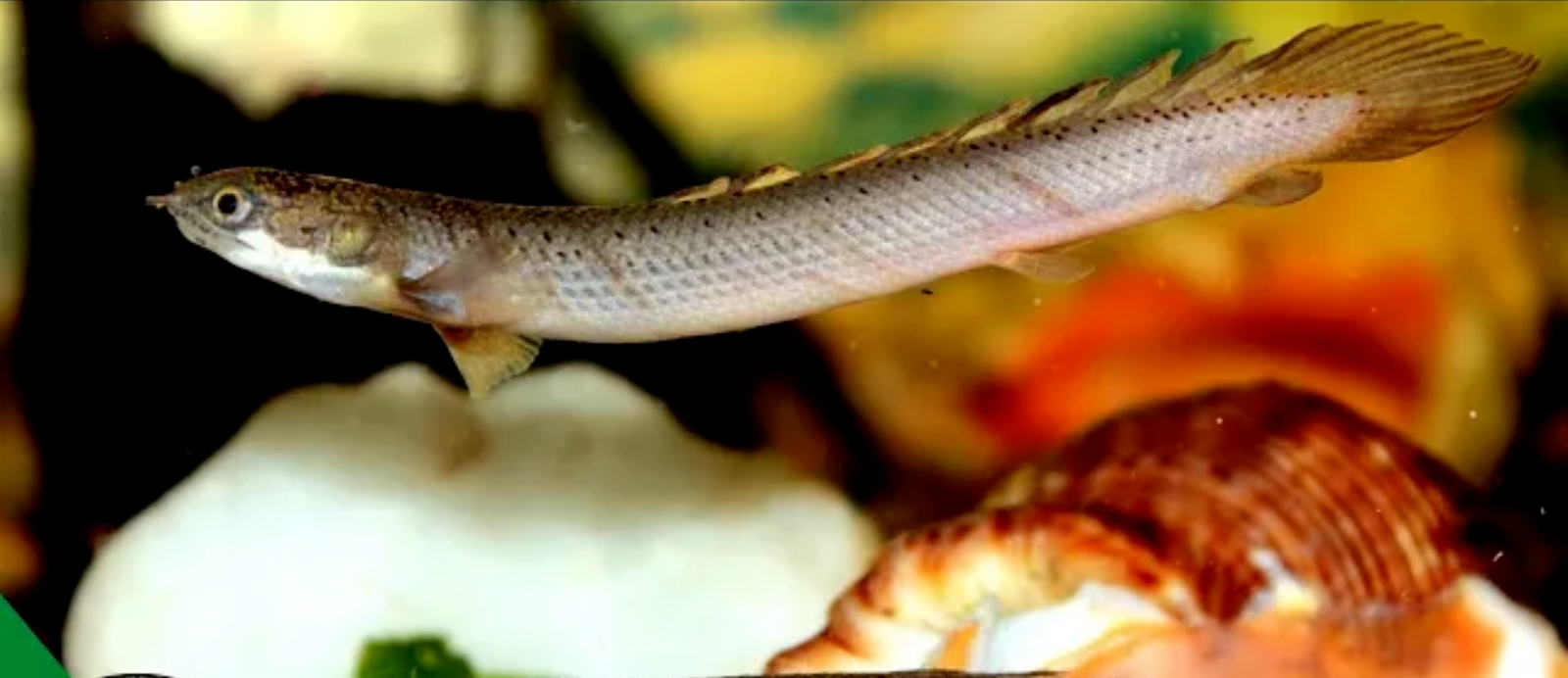 Cuvier's Bichir 2.5" Polypterus Senegalus Aquarium Fish Lively