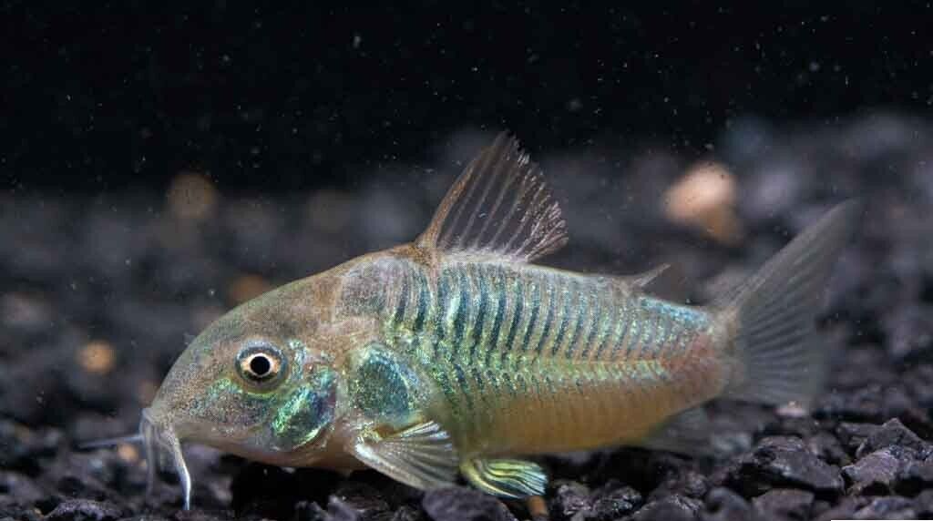 6x Corydora Green Aeneus Elegance in Miniature Form Fast Ship Live Fish