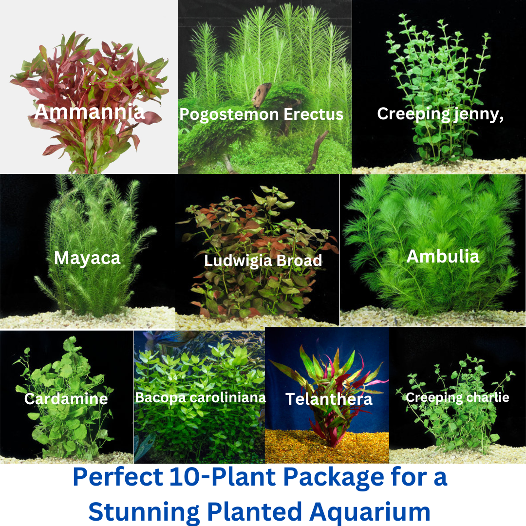 10 Bunches Dream Bundle: Perfect 10- Aquarium Plant Package FAST FREE SHIPPING