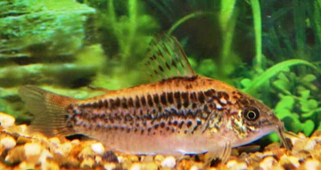 3x Corydora Elegans Medium Size Elegance in Miniature Form Fast Ship Live Fish