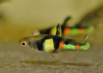 12x El Tigre Endler Guppy MALES - Fiery Fun in Bright colors! 🌿 Live Fish