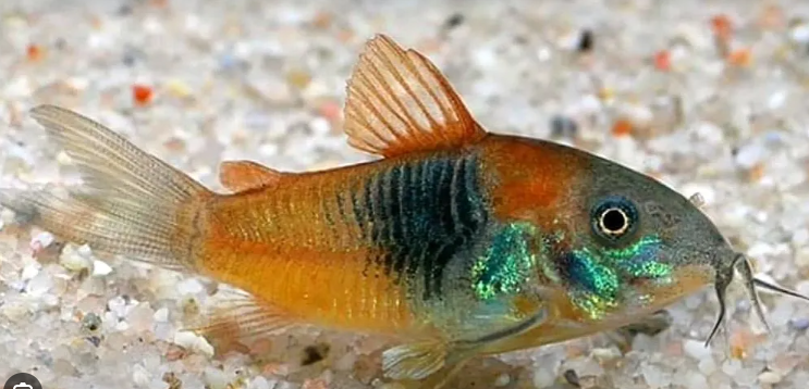 (3 Pack) Corydoras Venezuela Orange Catfish small - Live Fish Awesome Lively