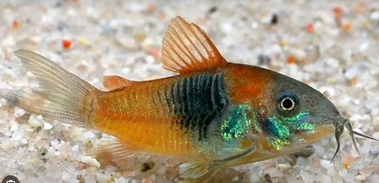 (3 Pack) Corydoras Venezuela Orange Catfish small - Live Fish Awesome Lively