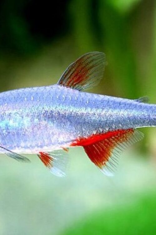 ❤️12x  Bloodfin Tetra – Radiant Charms in Every Flutter! FAST SHIP