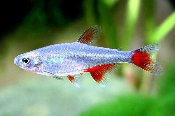 ❤️12x Bloodfin Tetra - Radiant Charms in Every Flutter! FAST SHIP