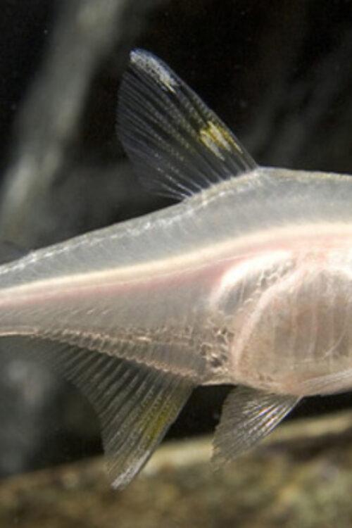 12 Albino Pristella Tetras – Stunning Freshwater Aquarium Live Fish Fast Ship