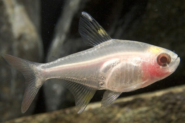 12 Albino Pristella Tetras - Stunning Freshwater Aquarium Live Fish Fast Ship