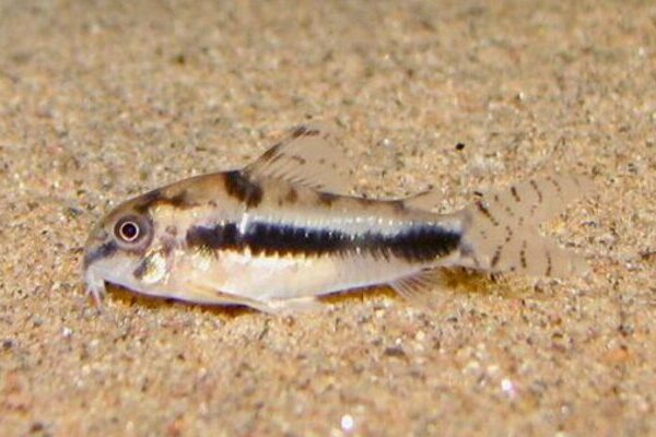 🐟 12 Habrosus Corydoras - Nano Wonders ! 🌈CRAZY PRICE Will Sell Out! Live Fish