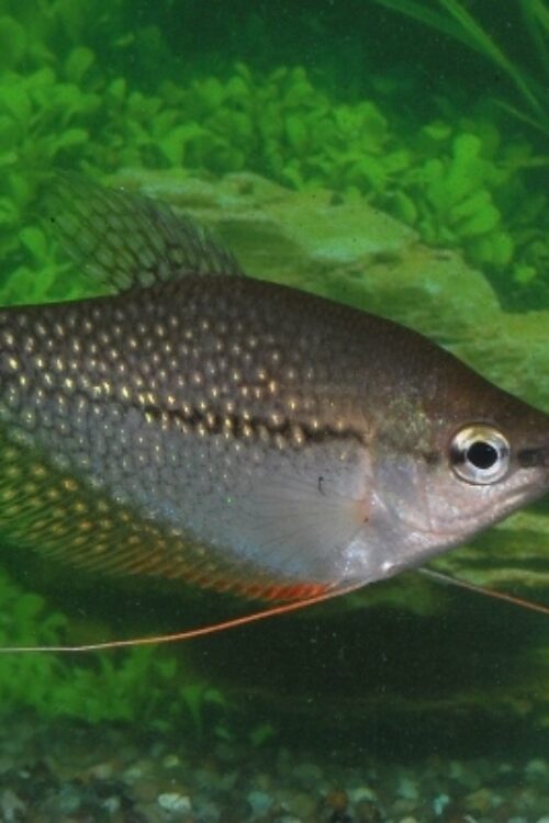 2 Exquisite Pearl Gourami 1.5″ – 2″ Stunning Tropical Fish – Fast Shipping