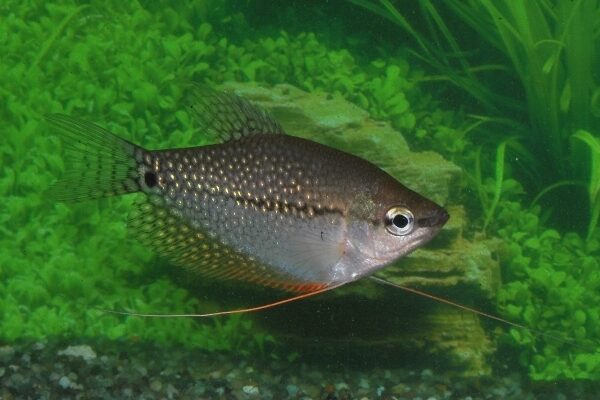 2 Exquisite Pearl Gourami 1.5" - 2" Stunning Tropical Fish - Fast Shipping