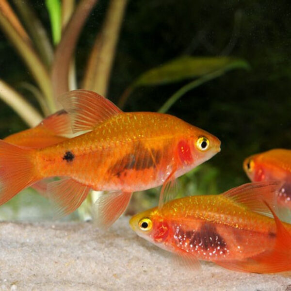 5 Red Glass Barbs Medium Live Aquarium Fish Community tank schooling live fish