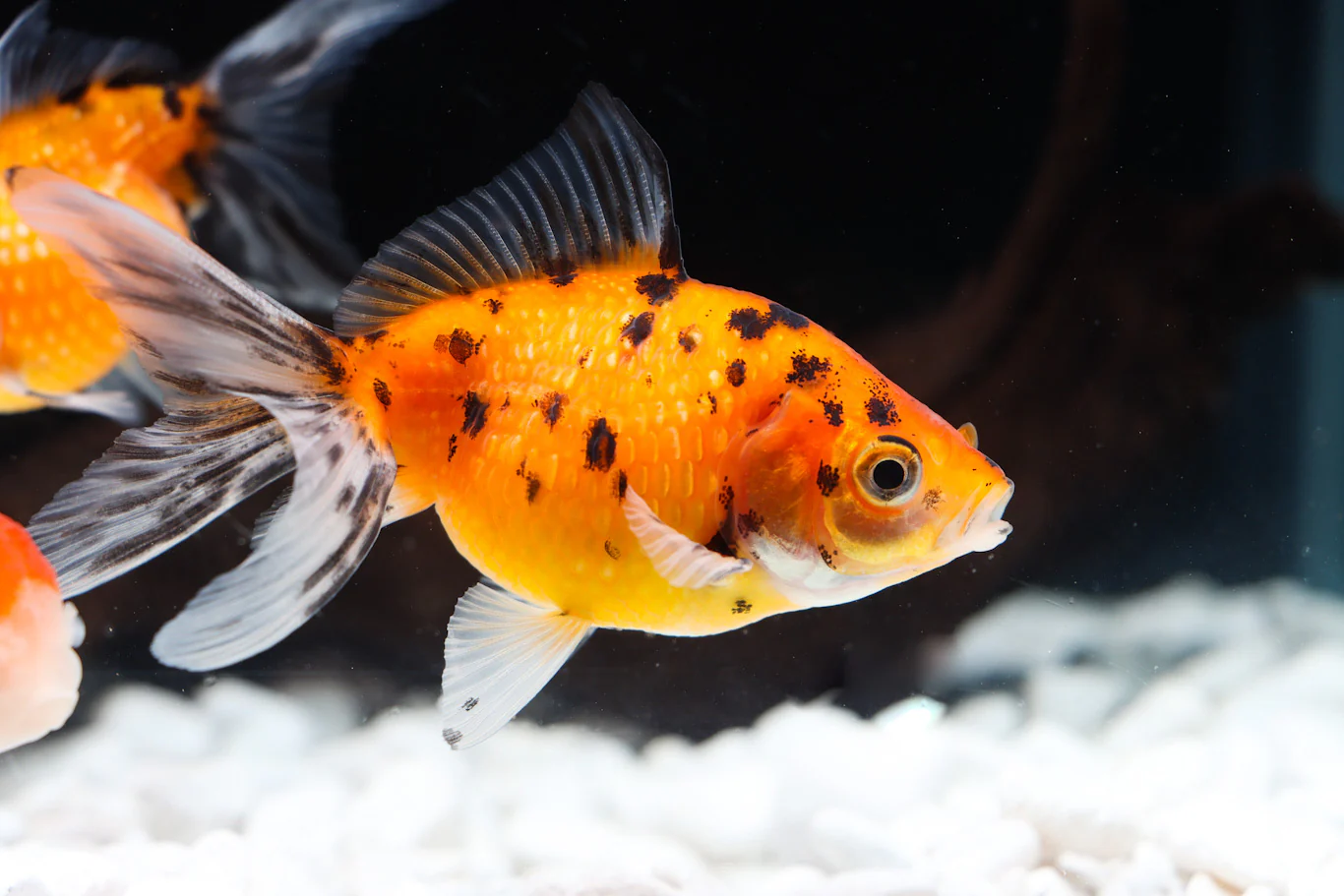image_70d0a6ff-adfe-4483-955c-406d5c069155 3x (2"-3"+) Assorted Pearl Scale Fantail CUTE Goldfish Healthy Live Fish - Image 1