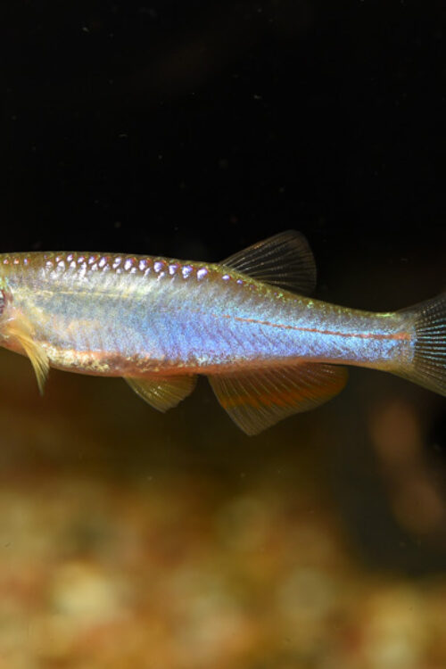 12X Radiant Pearl Danios Beauty in Every Glint! CLEARANCE Fast Shipping🐟