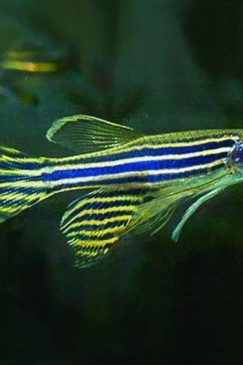 🐟12x Long Fin Zebra Danio Med – Large Aquatic Elegance 🐟 LIVE FISH