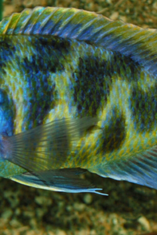 Haplochromis Venustus Cichlids 3″ Healthy Malawi Cichlid Live Fish