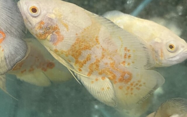 60_118e3250ab178b8f5cb1d7eff1505011 2x Lemon Oscars 1.75" Astronotus Ocellatus Live FAST SHIP - Image 1