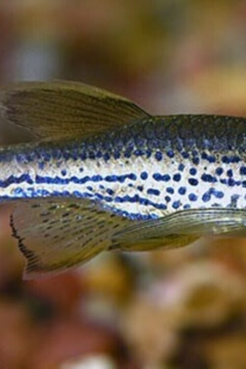 12 Healthy LEOPARD LONG FIN DANIO (Danio rerio) Mid to top water Live Fish🐆