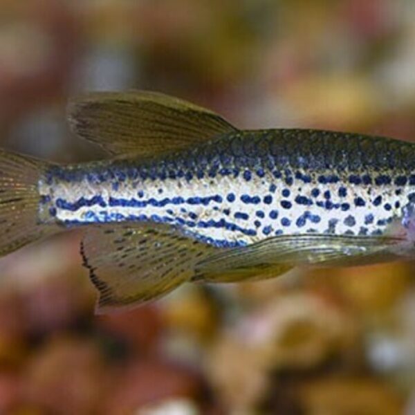 12 Healthy LEOPARD LONG FIN DANIO (Danio rerio) Mid to top water Live Fish🐆