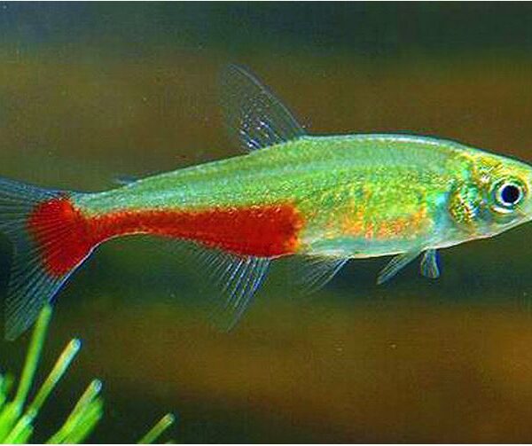 6 Green Fire Tetras Great Schooling live Fish
