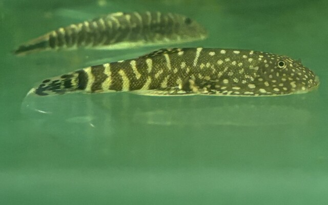 16753_77fcb1889b1e6e26355514536dcdc274.jpg Blue Zebra Borneo Butterfly Loach Small - Image 1