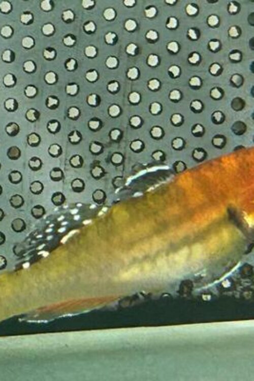 2 Tropical Empire Gudgeon (Sunburst) Goby Rare Freshwater Tropical Fish Hypseleotris Cyprinoides