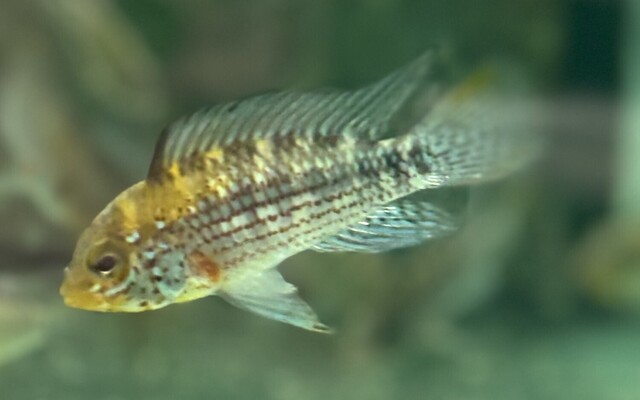 16765_8491fdecf7f538ad0794a3425af38f25 Alto. Tapiche Apistogramma RARE Medium Live Tropical Aquarium Fish - Image 1