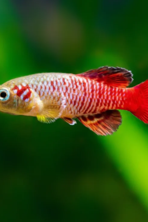 2 Pack of Guenthers Killie Med Size Nothobranchius Guentheri Beautiful FAST